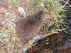 un rongeur brun-roux au bord d'un cours d'eau