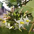 Fleurs en Indonésie