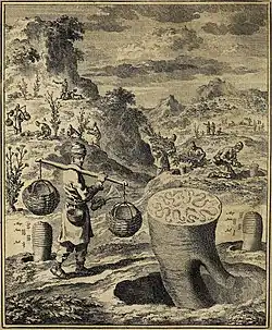 Gravure montrant un homme équipé d'un couteau et portant deux paniers à l'aide d'une palanche, dans un paysage de montagnes, avec à l'avant-plan une racine tubéreuse surdimensionnée sectionnée au collet, et à l'arrière-plan des hommes effectuant diverses activités autour des plantes.