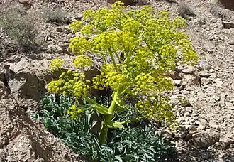 Photo en couleurs d'une plante herbacée à nombreuses ombelles de fleurs jaunes, sur sol caillouteux et sec.