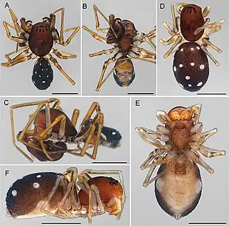 Description de l'image Asceua foordi (10.3897-afrinvertebr.65.138029) Figure 3.jpg.