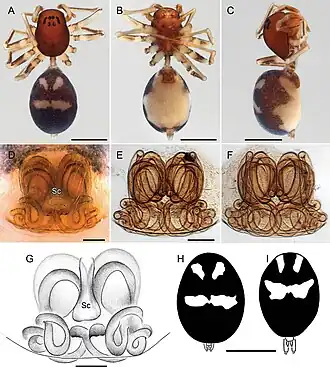 Description de l'image Asceua palustris (10.3897-afrinvertebr.65.138029) Figure 17.jpg.