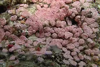 Des ascidies non identifiées