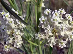 Description de l'image Asclepias subverticillata.jpg.