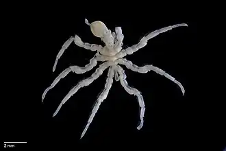 Ascorhynchus compactus, un Pycnogonida (pycnogonide)