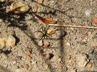 Description de l'image Asemesthes subnubilus Flipphi 1.jpg.