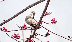 Bec-ouvert indien (Anastomus oscitans). Il  attrape et se nourrit principalement de mollusques dont des escargots d'eau, de gros insectes, de serpents aquatiques et de petits animaux des marécages.