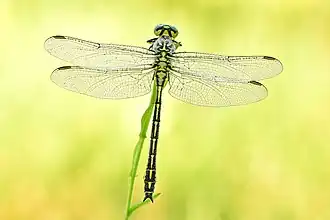 Gomphus flavipes (Gomphidae)