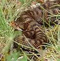 Vipera aspis atra (Alpes-maritimes, France)