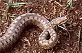 V. aspis zinnikeri (Espagne).