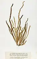 Asperococcus fistulosus, planche de l'herbier des frères Crouan (Pierre-Louis et Hippolyte-Marie).