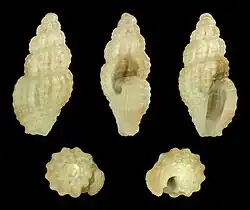 Asperosculptura exquisita