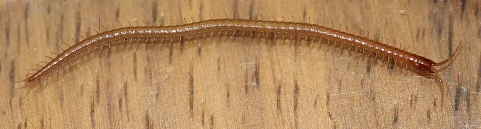 Aspidopleres sp. (Oryidae) : on compte 54 paires de pattes en comptant la première paire transformée en crochets à venin.