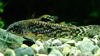 Spécimen à l'aquarium du palais de la Porte-Dorée à Paris.