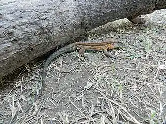 Description de l'image Aspidoscelis guttata.jpeg.