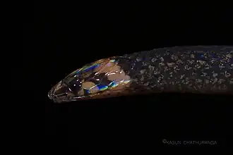 Description de l'image Aspidura 123.jpg.