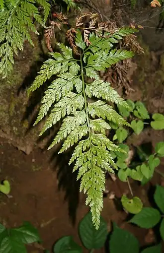 Description de cette image, également commentée ci-après