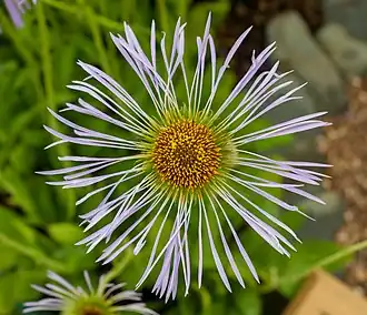 Description de l'image Aster diplostephioides, Tatton Park.jpg.