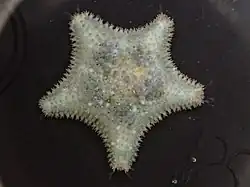 Asterina gibbosa