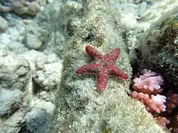 Aquilonastra cf. halseyae aux Maldives.