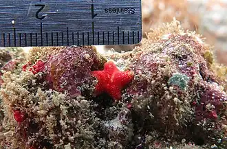 Une petite étoile de la famille des Asterinidae