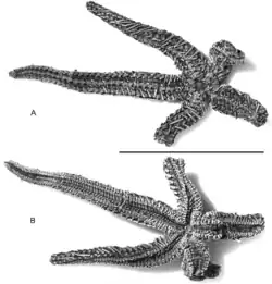 Une espèce fossile : Alkaidia sumralli (Paleobenthopectinidae †)
