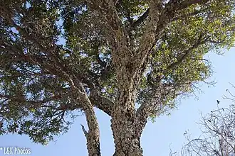 Description de l'image Asteropeia labatii 49433393.jpg.