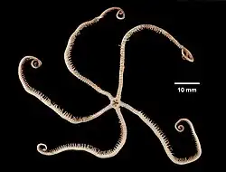 Asteroschema clavigerum