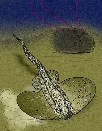 Asterosteus stenocephalus, un Rhénanide.