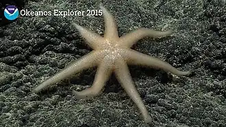 Asthenactis papyraceus (Myxasteridae)