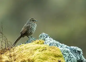 Description de l'image Asthenes virgata - Junin Canastero.jpg.