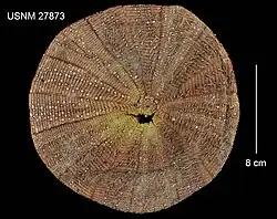 Calveriosoma gracile.