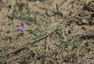 Description de l'image Astragalus arenarius kz1.jpg.