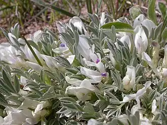Description de l'image Astragalus gilviflorus (3531694693).jpg.
