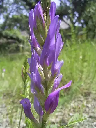 Description de cette image, également commentée ci-après