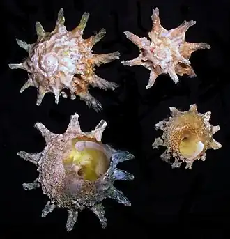 Description de l'image Astralium calcar.jpg.