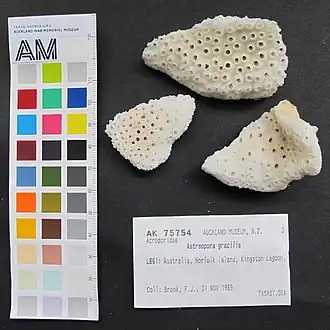 Description de l'image Astreopora gracilis Bernard, 1896 (AM MA75754-1).jpg.