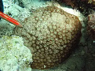 Description de l'image Astreopora ocellata.JPG.