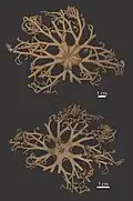 Astroboa clavata (spécimen séché)