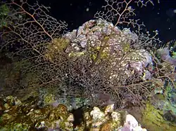 Gorgonocéphale lisse (Astroboa nuda)?