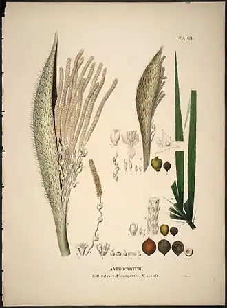 Description de l'image Astrocaryum species (3769223568).jpg.
