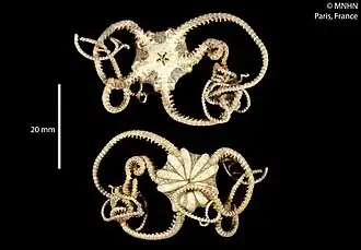 Astrochlamys bruneus