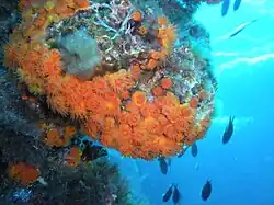 Astroides calycularis