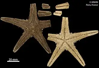 Astropecten africanus (MNHN)