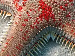 Détail des ossicules (Astropecten aranciacus)