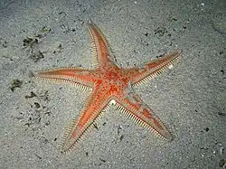 Astropecten aranciacus (Astropectinidae)