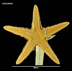 Astropecten brasiliensis (USNM)