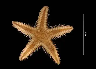 Astropecten duplicatus (USNM)