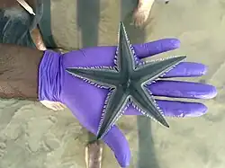 Astropecten indicus