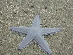Astropecten scoparius